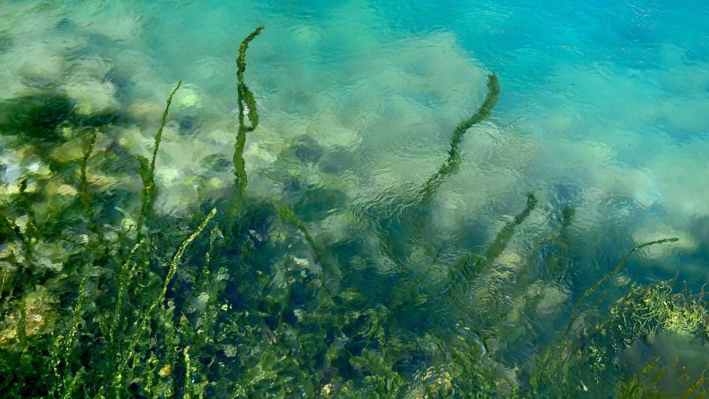 Why There’s No Need for Fish-Based Omega-3 Supplements